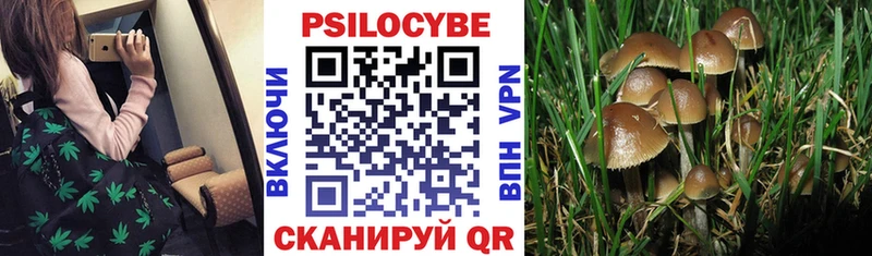 Купить закладки  Дубовка  Галлюциногенные грибы Cubensis 